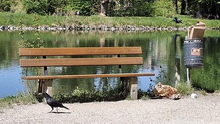Am Isarufer konnten die V&ouml;gel noch vor einiger Zeit aus den M&uuml;lleimern ohne Probleme den Abfall holen.