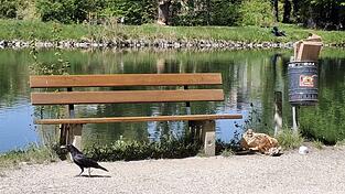 Am Isarufer konnten die Vögel noch vor einiger Zeit aus den Mülleimern ohne Probleme den Abfall holen. Am Isarufer konnten die Vögel noch vor einiger Zeit aus den Mülleimern ohne Probleme den Abfall holen.