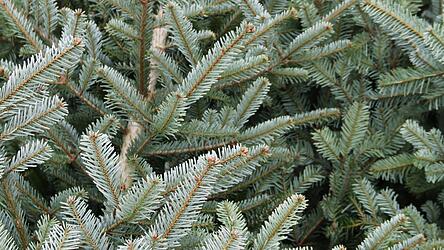 Es gr&uuml;nt so gr&uuml;n: Auf vielen Parkpl&auml;tzen in der Stadt werden derzeit Christb&auml;ume zum Verkauf angeboten. Noch sind gen&uuml;gend da.