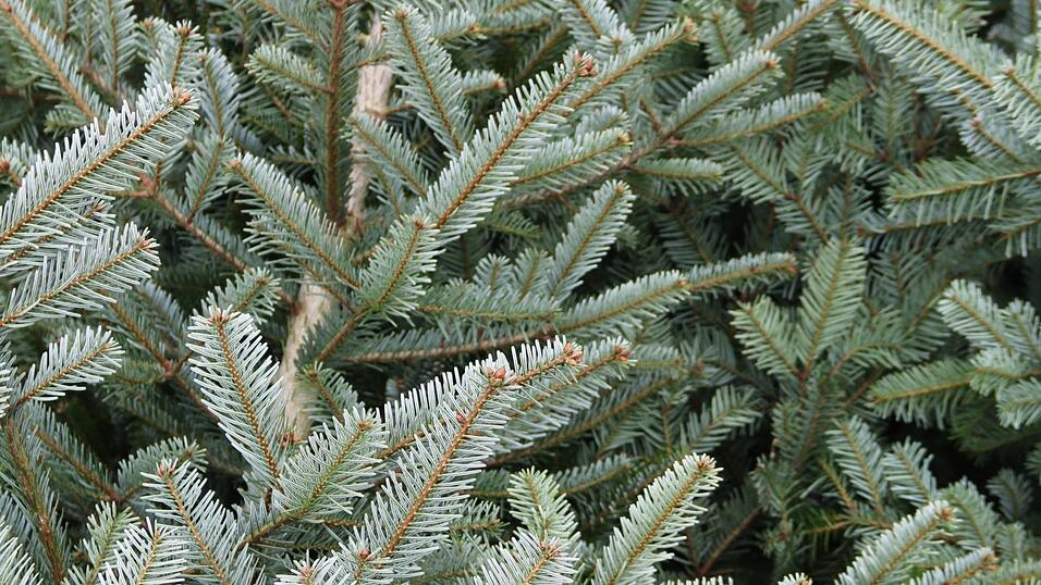 Es grünt so grün: Auf vielen Parkplätzen in der Stadt werden derzeit Christbäume zum Verkauf angeboten. Noch sind genügend da. Es grünt so grün: Auf vielen Parkplätzen in der Stadt werden derzeit Christbäume zum Verkauf angeboten. Noch sind genügend da.