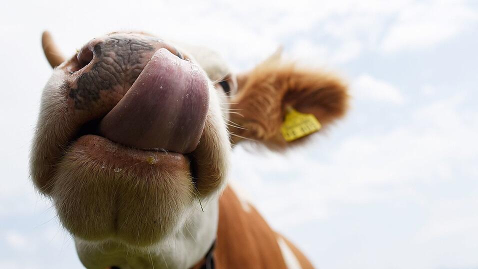 K&uuml;he sollen auf einem Parkplatz Autos von Wanderern demoliert und abgeleckt haben. (Symbolbild)