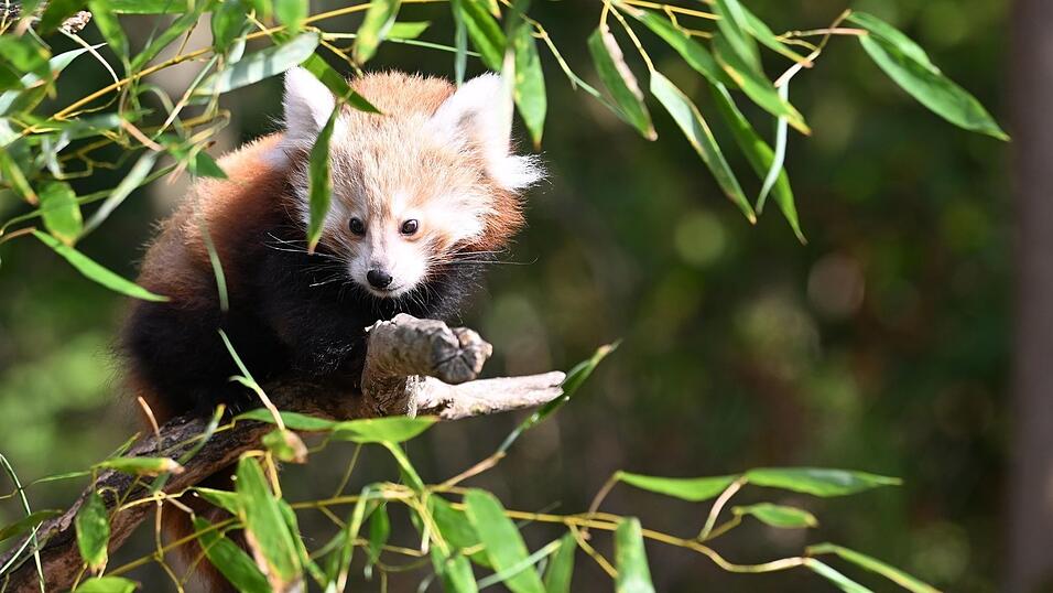 Die Katzenbären sind auch als «Bambusesser», «Feuerfüchse» oder «glänzende Katzen» bekannt.