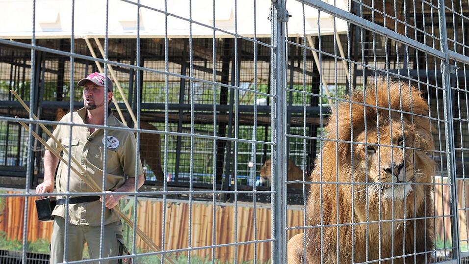 Martin Lacey erklärt den Besuchern des Krone-Zoos, wie er mit den Löwen trainiert. Als Belohnung erhalten die Löwen ein Stück Fleisch, das Lacey ihnen mit einem Stock hinhält. Martin Lacey erklärt den Besuchern des Krone-Zoos, wie er mit den Löwen trainiert. Als Belohnung erhalten die Löwen ein Stück Fleisch, das Lacey ihnen mit einem Stock hinhält.