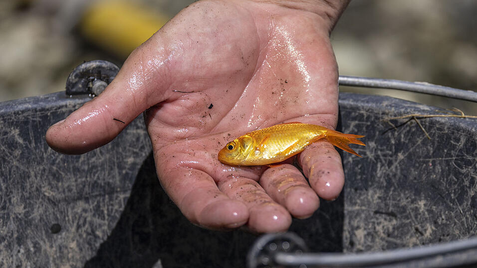 Die entwendeten Goldfische hatten einen gesamtwert von etwa 200 Euro. (Symbolbild) Die entwendeten Goldfische hatten einen gesamtwert von etwa 200 Euro. (Symbolbild)