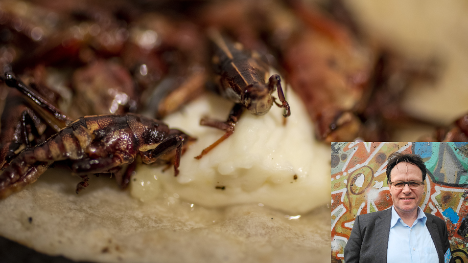 Lecker gegrillte Heuschrecken auf den Tortilla-Wrap? So ganz wohl ist Max bei dem Gedanken noch nicht – und Ernährungsexperte Dr. Gunther Hirschfelder weiß auch, warum. (Archivbild) Lecker gegrillte Heuschrecken auf den Tortilla-Wrap? So ganz wohl ist Max bei dem Gedanken noch nicht – und Ernährungsexperte Dr. Gunther Hirschfelder weiß auch, warum. (Archivbild)