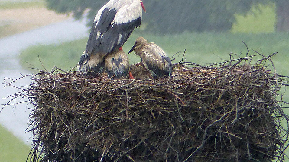 Der Dauerregen setzt auch den Störchen zu. Der Altstorch versucht, die Jungen etwas vor dem Regen zu schützen. Der Dauerregen setzt auch den Störchen zu. Der Altstorch versucht, die Jungen etwas vor dem Regen zu schützen.