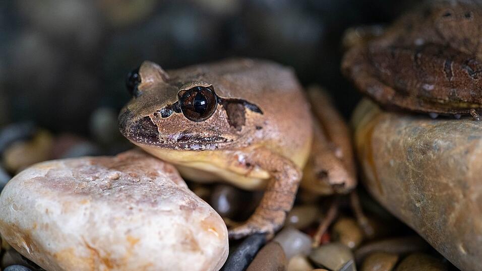 Südliche Stotterfrösche sind in freier Wildbahn vom Aussterben bedroht. Südliche Stotterfrösche sind in freier Wildbahn vom Aussterben bedroht.