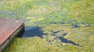 Auf bayerischen Seen kommt es immer mal wieder zu Blaualgenbefall. Auf bayerischen Seen kommt es immer mal wieder zu Blaualgenbefall.
