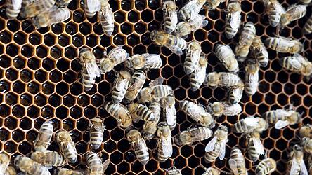 Eine Honigwabe mit frischem Waldhonig: Seine endg&uuml;ltige Farbe reift mit der Zeit heran.