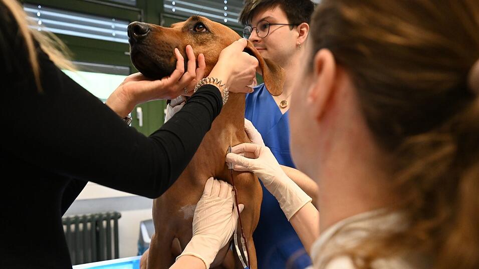Je größer der Hund, desto mehr Blut kann man abnehmen. Sami spendet um die 300 Milliliter.