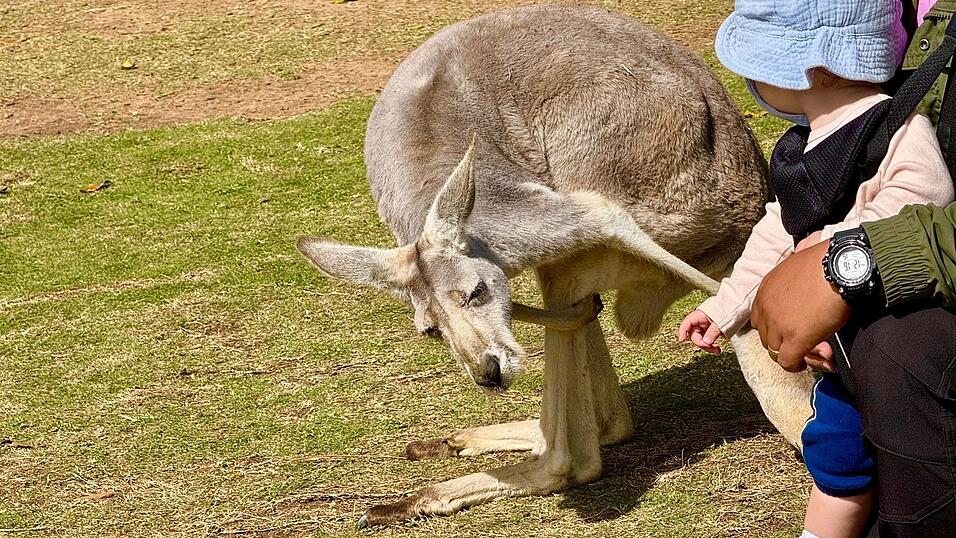 Im Australia Zoo k&ouml;nnen Besucher der australischen Tierwelt ganz nah kommen.