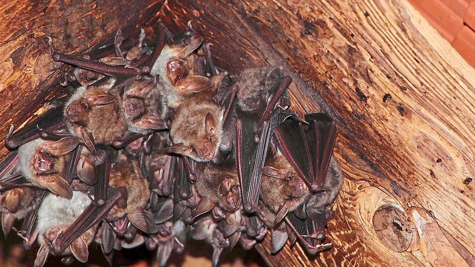 Die Mausohren gehören zu den größten einheimischen Fledermausarten. In der Wochenstube ziehen die Weibchen ihre Jungen auf. Die Mausohren gehören zu den größten einheimischen Fledermausarten. In der Wochenstube ziehen die Weibchen ihre Jungen auf.