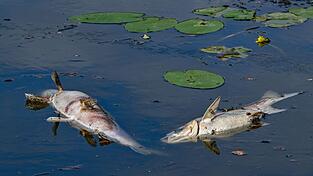 Dutzende tote Fische: Wegen Sauerstoffmangels verenden mehrere Tiere in dem See. (Symbolbild)