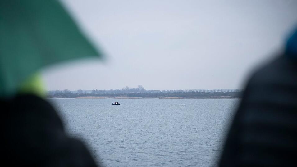 Das Schicksal des Wals besch&auml;ftigt viele Menschen.