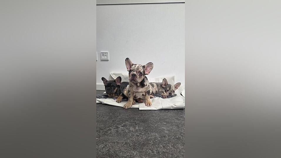 Die drei Hundewelpen sitzen auf Decken bei der Bundespolizei. Die drei Hundewelpen sitzen auf Decken bei der Bundespolizei.