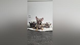 Die drei Hundewelpen sitzen auf Decken bei der Bundespolizei. Die drei Hundewelpen sitzen auf Decken bei der Bundespolizei.