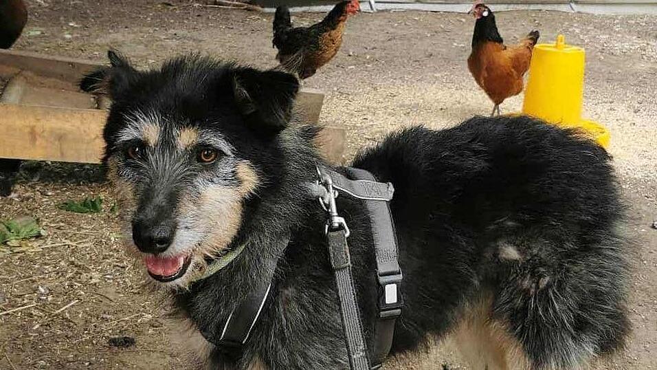 Nach gut einer Woche ist Pauli wieder bei seiner Besitzerin in Landshut.