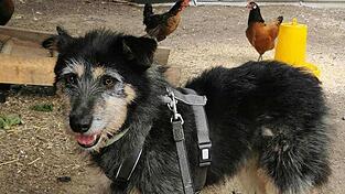 Nach gut einer Woche ist Pauli wieder bei seiner Besitzerin in Landshut.