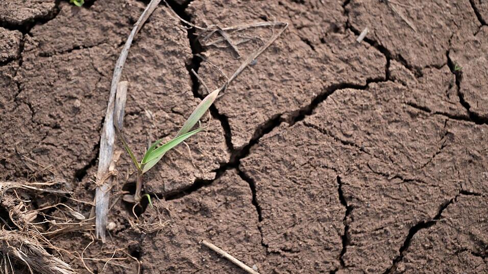 Auf vielen landwirtschaftlichen Flächen in Bayern ist derzeit der Ertrag in Gefahr, weil Hitze und Trockenheit Schäden verursachen. (Archivbild) Auf vielen landwirtschaftlichen Flächen in Bayern ist derzeit der Ertrag in Gefahr, weil Hitze und Trockenheit Schäden verursachen. (Archivbild)