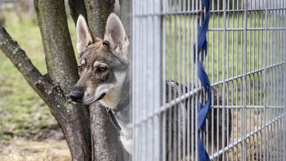 Die drei tschechoslowakischen Wolfhunde haben offenbar einen Abnehmer in Berlin gefunden.