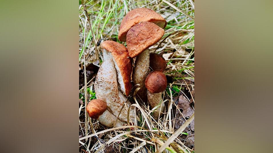 Familie Zollner aus Haselbach hat diese Rotkappen am Dorfrand Richtung Haibach gefunden. Familie Zollner aus Haselbach hat diese Rotkappen am Dorfrand Richtung Haibach gefunden.