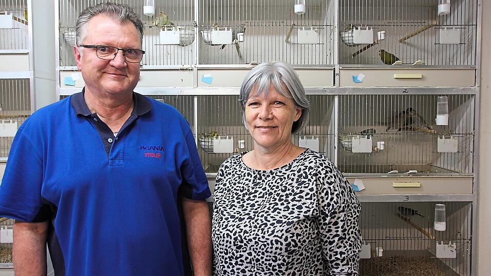 Seit Jahrzehnten haben Wilhelm und Sonja Hartl ein Faible für Kanarienvögel. Angefangen hat es mit einem Geschenk. Inzwischen sind fast 100 Tiere im Keller der Willmeringer zu Hause. Seit Jahrzehnten haben Wilhelm und Sonja Hartl ein Faible für Kanarienvögel. Angefangen hat es mit einem Geschenk. Inzwischen sind fast 100 Tiere im Keller der Willmeringer zu Hause.