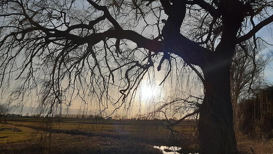 In den G&uuml;ndlkofener Mooswiesen.