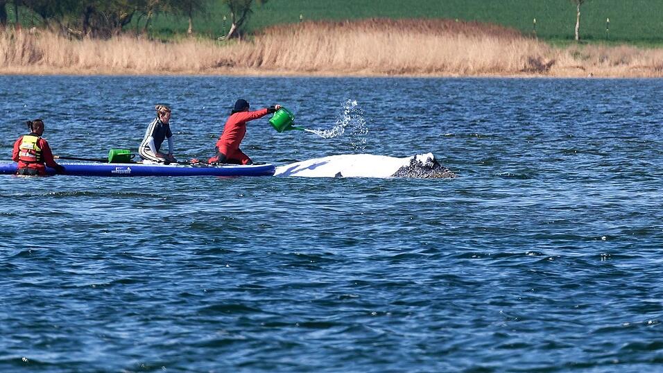 Der Buckelwal wird von Helfern vor der Insel Poel mit Wasser aus einer Gie&szlig;kanne bespritzt.