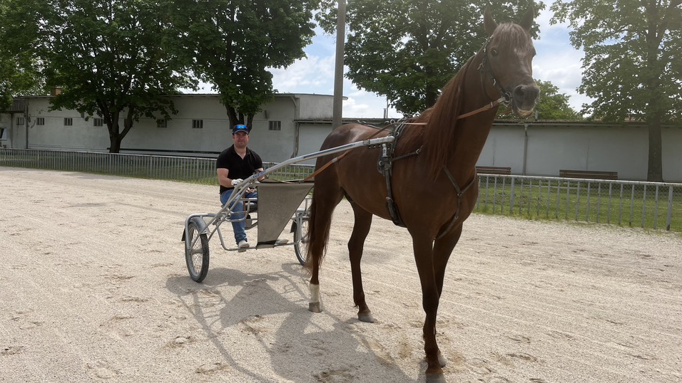 Andreas Geineder trainiert als Profi nicht nur seine eigenen Pferde fast jeden Tag auf der Straubinger Trabrennbahn, sondern auch die anderer. Andreas Geineder trainiert als Profi nicht nur seine eigenen Pferde fast jeden Tag auf der Straubinger Trabrennbahn, sondern auch die anderer.