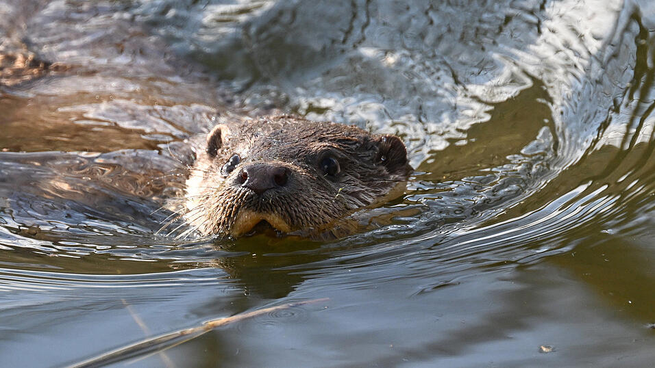 Nasse Schnauze, gl&auml;nzendes Fell, treudoofer Blick: der Fischotter