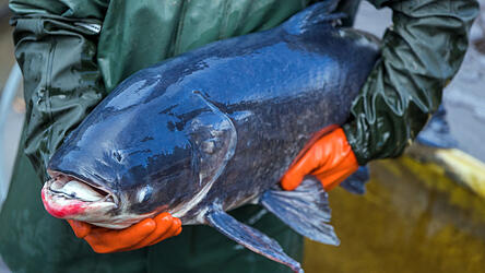Solche Monsterfische wurden in letzter Zeit in der Donau gesichtet, wie dieser seltener etwa 30 Jahre alten Marmorkarpfen, die hier nicht heimisch sind.
