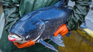 Solche Monsterfische wurden in letzter Zeit in der Donau gesichtet, wie dieser seltener etwa 30 Jahre alten Marmorkarpfen, die hier nicht heimisch sind.