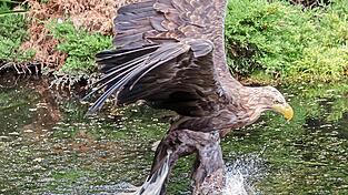 Majest&auml;tisch und mysteri&ouml;s: Ein erwachsener Seeadler schl&auml;gt bei der Fischjagd zu.