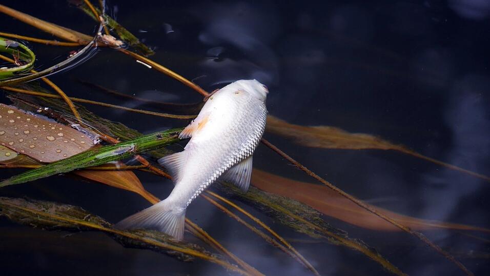Noch am Freitag trieben in der Großen Laber viele tote Fische.