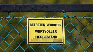 Das Schild „Betreten verboten - wertvoller Tierbestand“ hängt am Zaun eines Geflügelzuchtbetriebs in Brandenburg, in dem die Geflügelpest ausgebrochen ist. Das Schild „Betreten verboten - wertvoller Tierbestand“ hängt am Zaun eines Geflügelzuchtbetriebs in Brandenburg, in dem die Geflügelpest ausgebrochen ist.