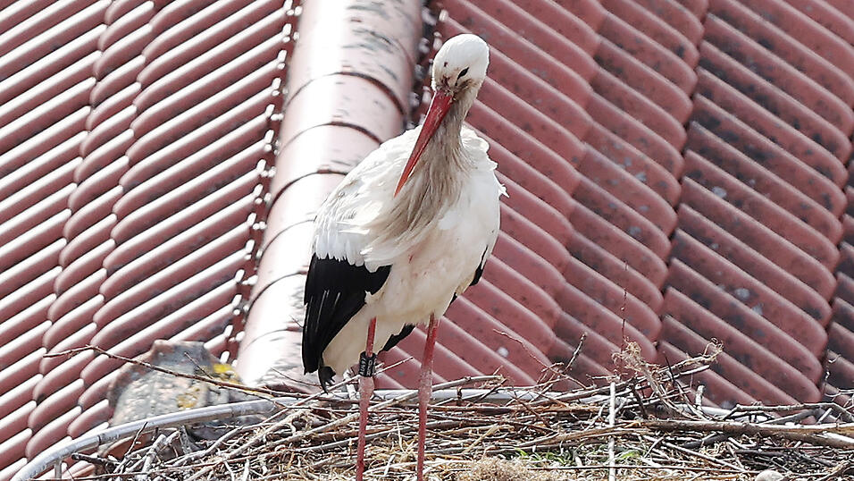 Der Kampf hat Spuren an Kopf und Brust hinterlassen; rechts im Bild ist noch ein 'wegger&auml;umtes' Ei zu sehen.