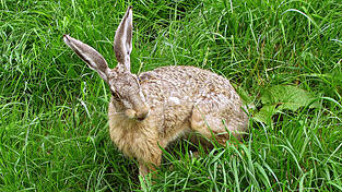 Ein Hase sprang vor dem Auto der 18-J&auml;hgrigen auf die Stra&szlig;e. (Symbolbild)