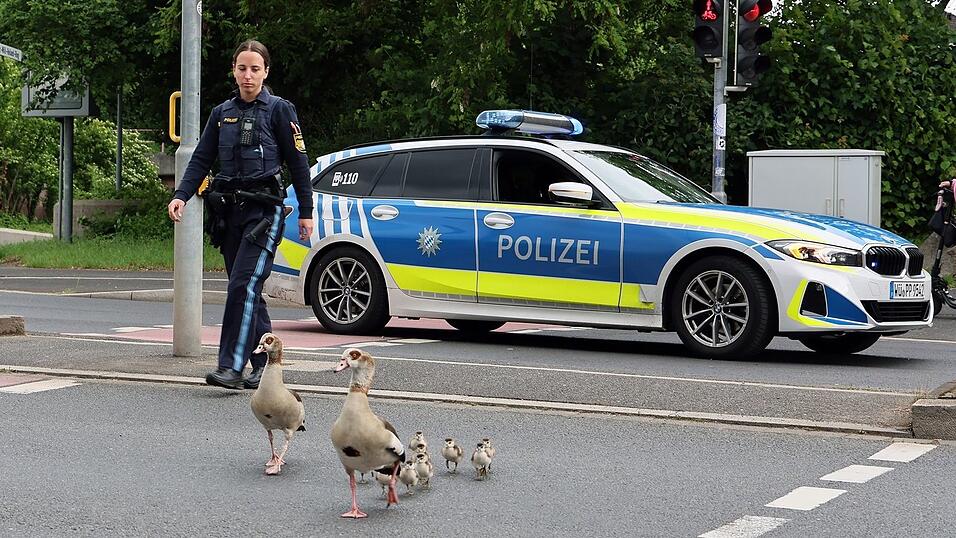 Bis zum Aschaffenburger Mainufer begleiteten die Beamten die G&auml;nse.