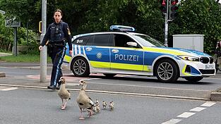 Bis zum Aschaffenburger Mainufer begleiteten die Beamten die Gänse. Bis zum Aschaffenburger Mainufer begleiteten die Beamten die Gänse.