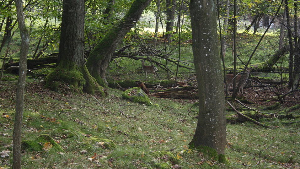 Hier versteckt sich ein Waldbewohner, findest du ihn?