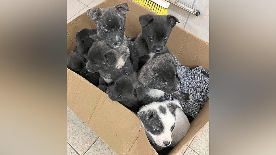 In einem Karton wurden die neun Welpen in Straubing-Wallmühle ausgesetzt. Nun suchen sie ein neues Zuhause. Interessierte können sich beim Tierheim Straubing unter der 09429/948822 melden.