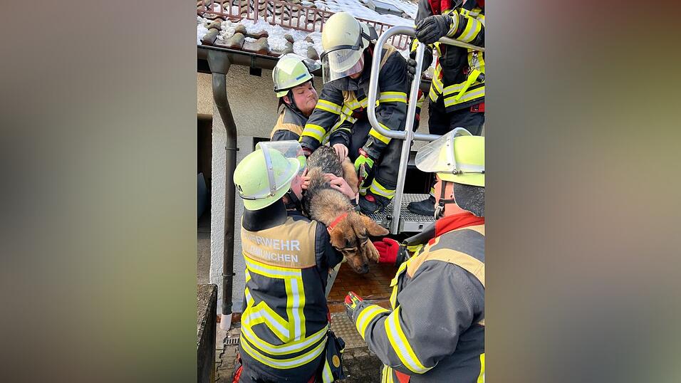 Mission gegl&uuml;ckt: Der Welpe ist in Sicherheit.