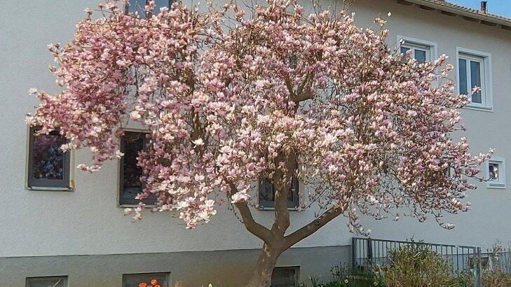 Urtmlich und attraktiv: Die Tulpenmagnolie