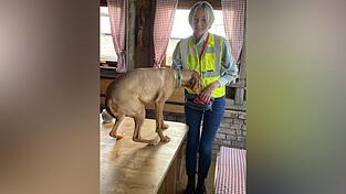 Belohnung muss sein: Resi bekommt ein Leckerli, weil sie das versteckte Geld erschnüffelt hat. 