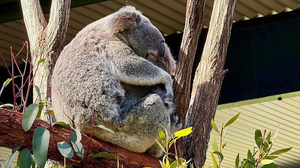 Die Irwins leiten auch ein Schutzgebiet f&uuml;r Koalas, eine der bekanntesten Tierarten Australiens.
