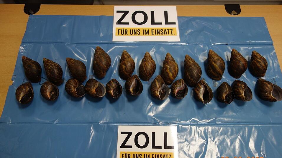 Am Flughafen Nürnberg fanden Zollbeamte 23 Afrikanische Riesenschnecken.
