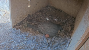 Oft zu sehen: Ein Ei liegt au&szlig;erhalb.