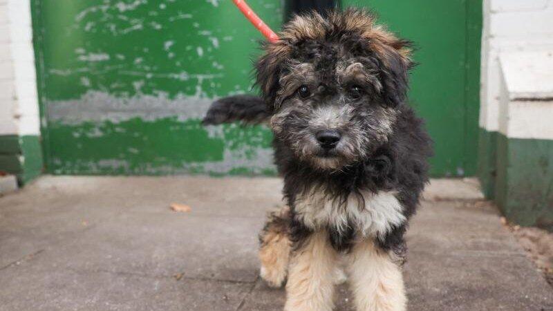 Leo, ein Mischlingswelpen, vor einem Hundehaus in einem Tierheim in Hamburg. Leo, ein Mischlingswelpen, vor einem Hundehaus in einem Tierheim in Hamburg.