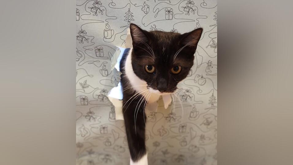 Tiere sind Lebewesen, kein Spielzeug. Tiere sind Lebewesen, kein Spielzeug.