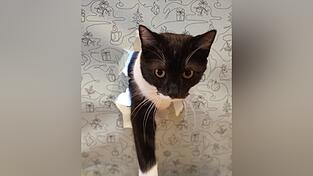 Tiere sind Lebewesen, kein Spielzeug. Tiere sind Lebewesen, kein Spielzeug.